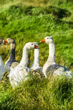 Faroe Adaları'nda yaban hayatı 