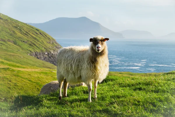 Дикої природи на Фарерських островах — стокове фото