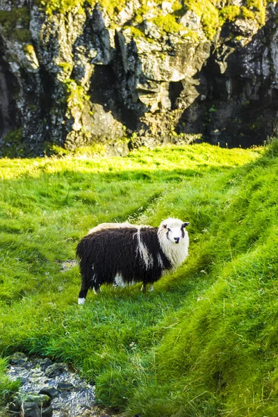 Дикої природи на Фарерських островах — стокове фото