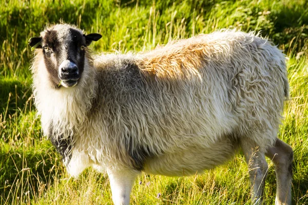 Wildtiere auf den Färöern — Stockfoto