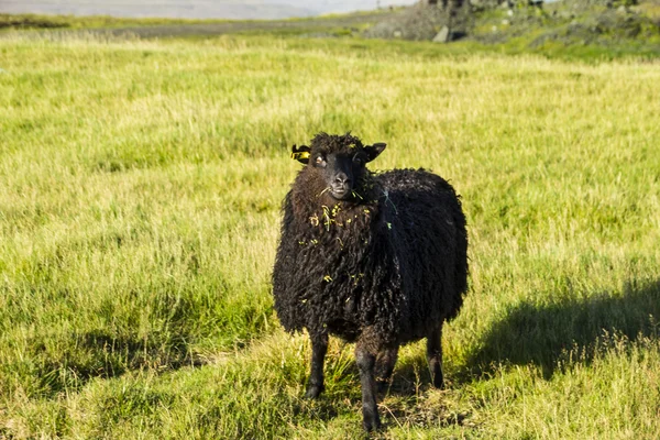 Fauna selvatica nelle Isole Faroe — Foto Stock