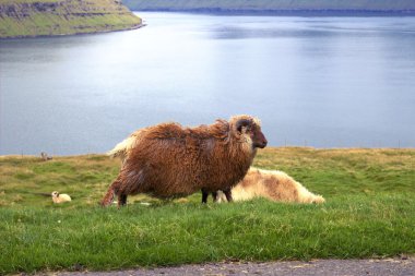 Kuzey Atlantik'teki yaban hayatı
