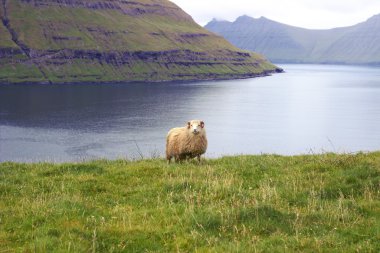 Kuzey Atlantik'teki yaban hayatı