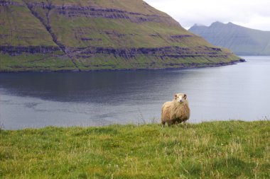 Kuzey Atlantik'teki yaban hayatı