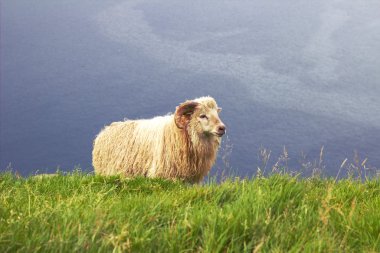 Kuzey Atlantik'teki yaban hayatı