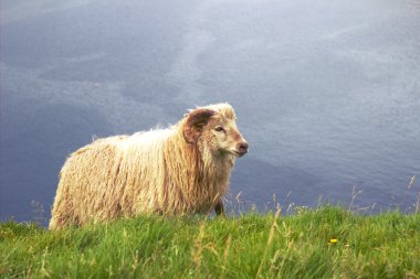 Kuzey Atlantik'teki yaban hayatı