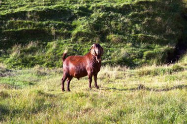 Kuzey Atlantik'teki yaban hayatı