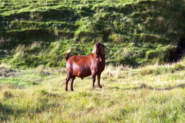 Kuzey Atlantik'teki yaban hayatı