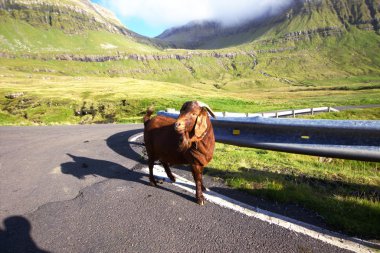 Kuzey Atlantik'teki yaban hayatı