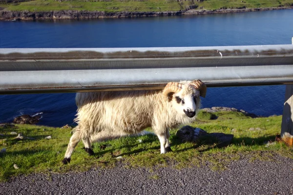 Djurlivet i Nordatlanten — Stockfoto