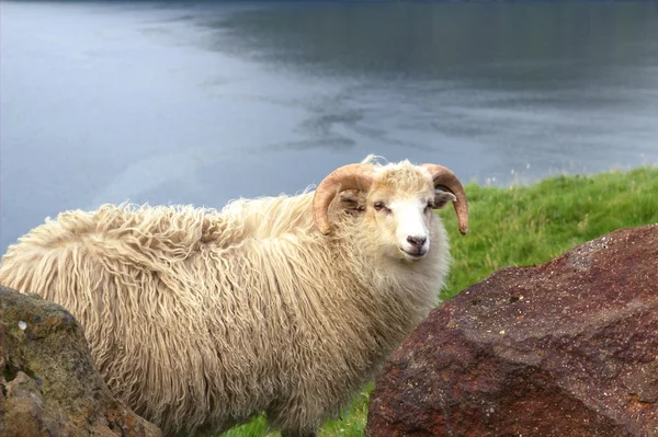 Wildlife in the north Atlantic — Stock Photo, Image