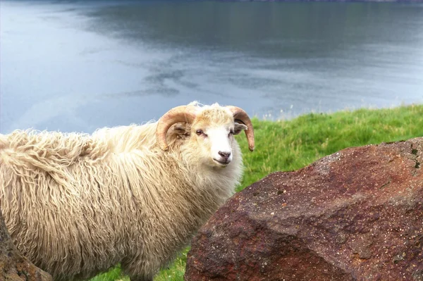 Djurlivet i Nordatlanten — Stockfoto