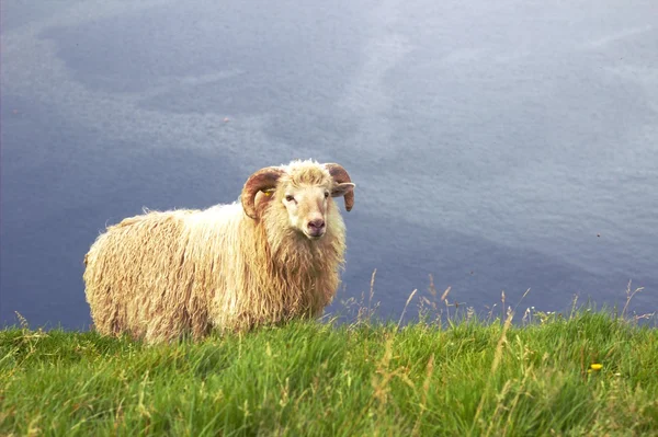 Wildtiere im Nordatlantik — Stockfoto