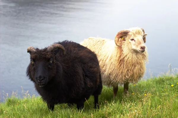 Wildtiere im Nordatlantik — Stockfoto