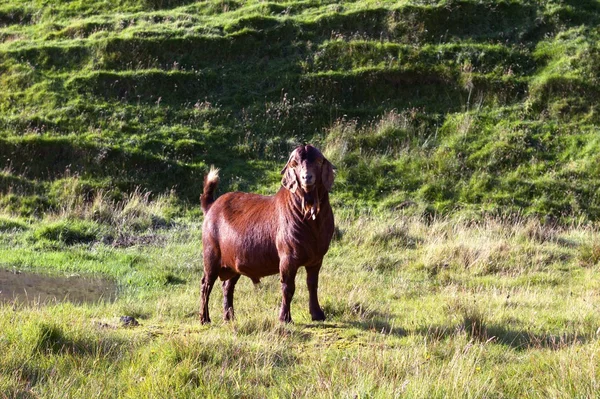 Fauna selvatica nell'Atlantico settentrionale — Foto Stock