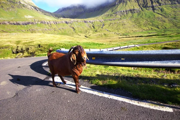 Kuzey Atlantik'teki yaban hayatı