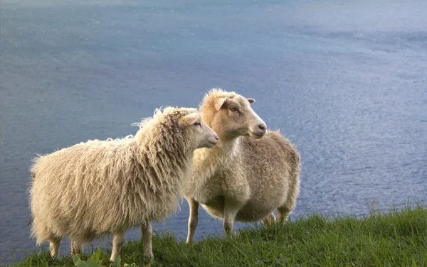 Faroe Adaları