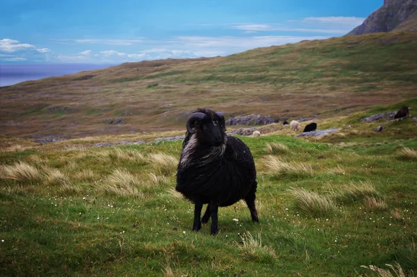 Faroe Adaları — Stok fotoğraf