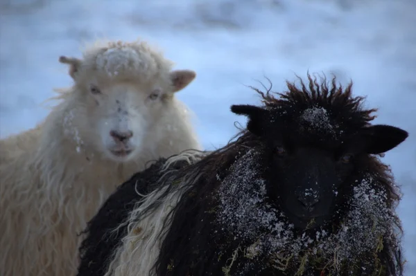 Sheep in the Faroe Islands — Stock Photo, Image