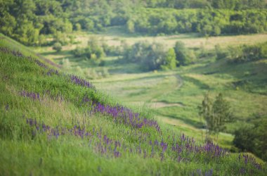 Adaçayı çiçek alanı.