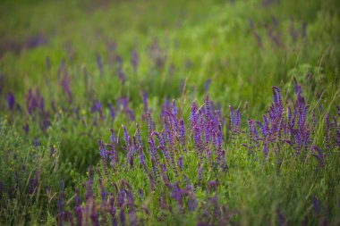 Adaçayı çiçek alanı.