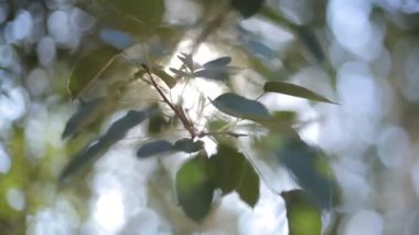 güneş ışınlarının