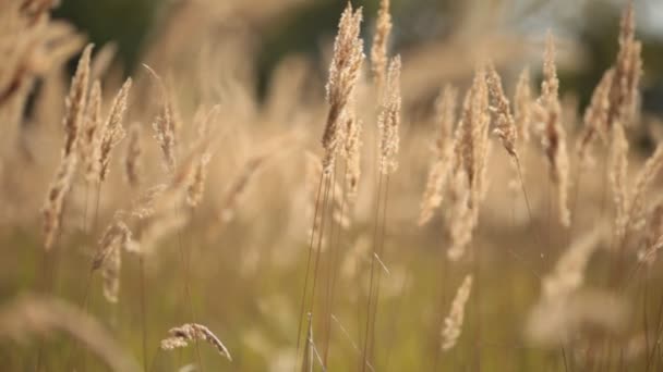 Spikelets av gräs i vinden — Stockvideo