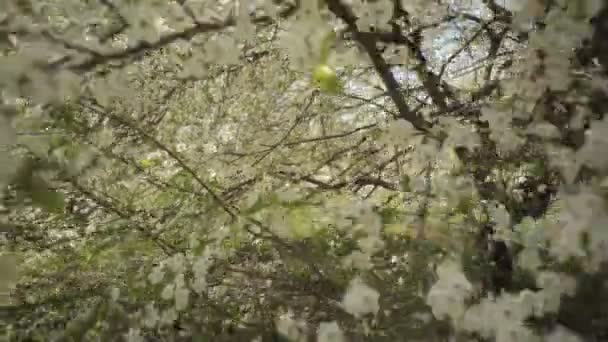 Las ramas de la flor de cerezo — Vídeo de stock