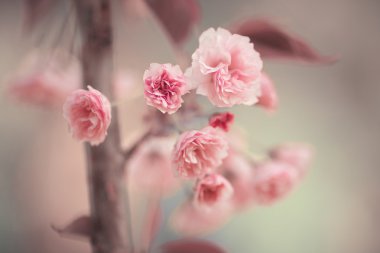Pembe kiraz çiçeği.