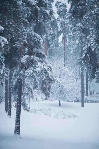 Inverno floresta calma — Fotografia de Stock