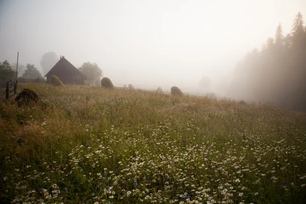 Champ matinal brumeux — Photo