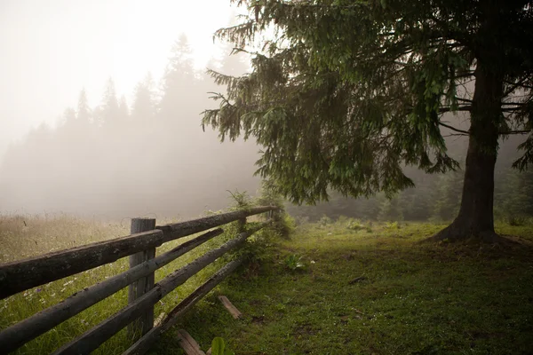 Dimmig morgon fält — Stockfoto