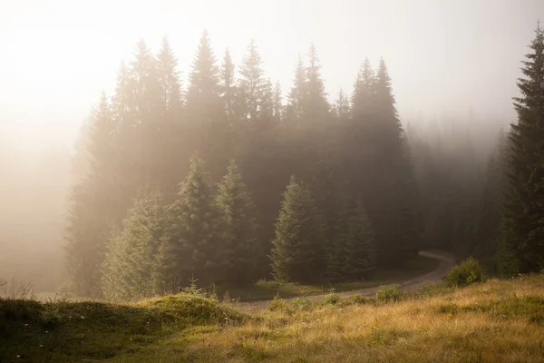 Dimmig morgon skog — Stockfoto