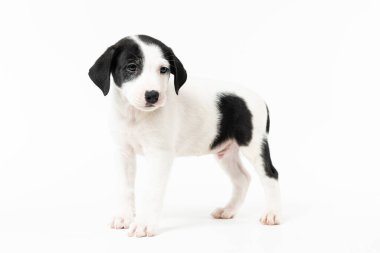 Siyah labrador köpeğinin portresi.