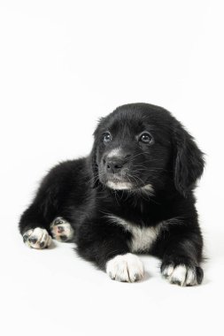 Siyah labrador köpeğinin portresi.