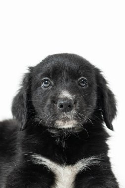 Siyah labrador köpeğinin portresi.