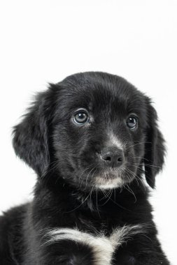 Siyah labrador köpeğinin portresi.