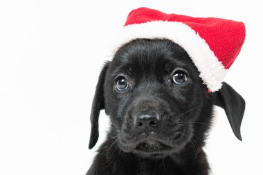 Siyah labrador köpeğinin portresi.