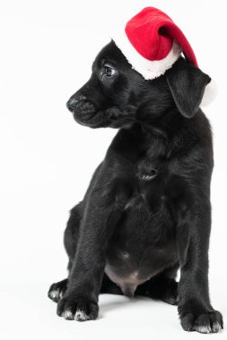 Siyah labrador köpeğinin portresi.