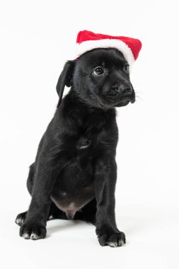 Siyah labrador köpeğinin portresi.