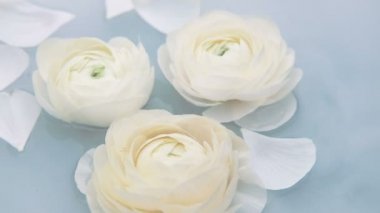 Beyaz yapraklı ranunculus çiçekleri suda yavaşça yüzerler. Yavaş çekim.