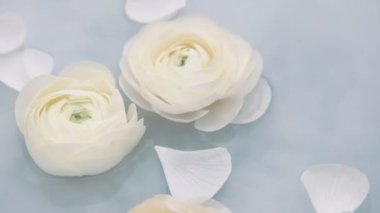 Beyaz yapraklı ranunculus çiçekleri suda yavaşça yüzerler. Yavaş çekim.