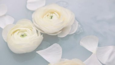 Beyaz yapraklı ranunculus çiçekleri suda yavaşça yüzerler. Yavaş çekim.