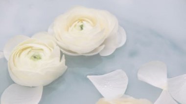 Beyaz yapraklı ranunculus çiçekleri suda yavaşça yüzerler. Yavaş çekim.