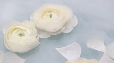 Beyaz yapraklı ranunculus çiçekleri suda yavaşça yüzerler. Yavaş çekim.