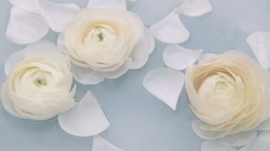 Beyaz yapraklı ranunculus çiçekleri suda yavaşça yüzerler. Yavaş çekim.