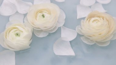 Beyaz yapraklı ranunculus çiçekleri suda yavaşça yüzerler. Yavaş çekim.