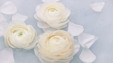 Beyaz yapraklı ranunculus çiçekleri suda yavaşça yüzerler. Yavaş çekim.