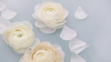 Beyaz yapraklı ranunculus çiçekleri suda yavaşça yüzerler. Yavaş çekim.