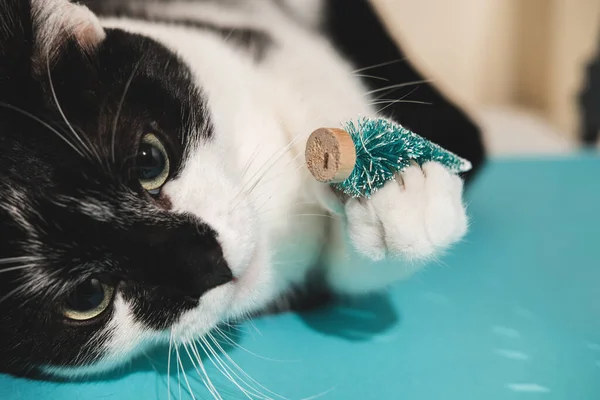 Engraçado preto e branco smoking gato brinca com Ano Novo e Natal brinquedos árvore no fundo azul. Natal com animais de estimação, precauções. — Fotografia de Stock